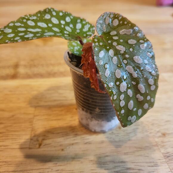 Begonia 'Maculata' polka dot begonia Small Plant - Picture 2 of 10